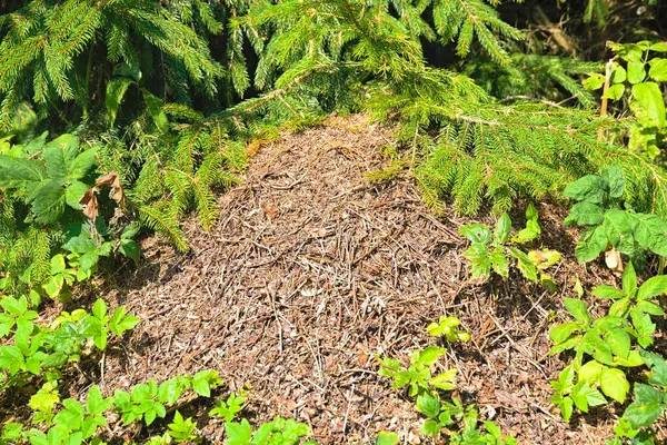 red forest ants in anthill - teamwork of the ant colony on forest floor