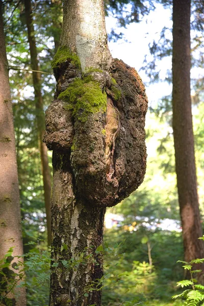 Crescimento Crescimento Tumores Doenças Casca Árvores Decíduas — Fotografia de Stock