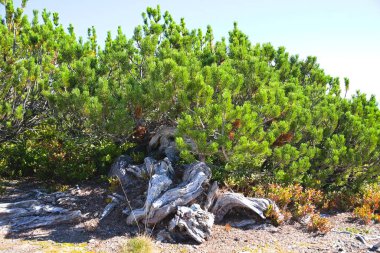 Ağaç sınırında yetişen çam ağacı kökleri etkileyici.