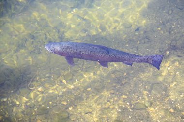 Bulutlu balık havuzunda alabalık - balıklı su