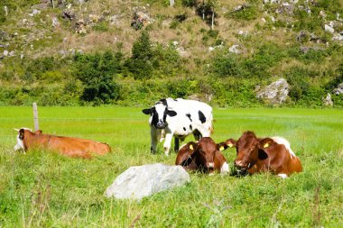 different cattle on the pasture - Simmental cattle and black and white cow clipart