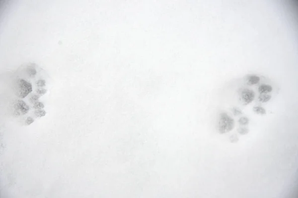 Cat paw prints in the snow - traces of animal paws, background
