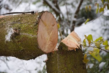 Kışın taze kesilmiş ladin - kesilmiş ağaç, yakın plan