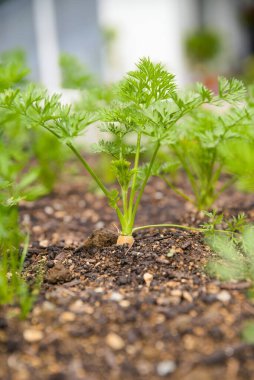 Bahçe yatağında büyüyen havuç. Kendi bahçenizde organik sebzeler. Yakın plan.