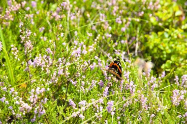 Renkli kelebek Amiral mor fundanın üzerinde oturuyor, Erica.