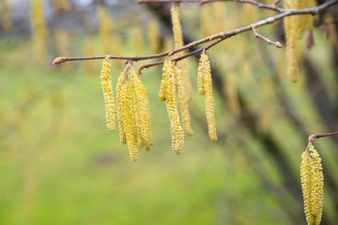 İlkbaharda erken açan fındık ağacı polen alerjisi hastaları için bir yük.