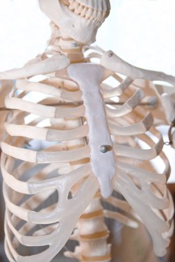 Skeleton with ribcage, ribs, spine, sternum and head - detail clipart