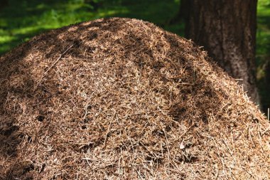 Ormandaki Antiller - sosyal davranış ve karınca kolonisi, orman karıncaları