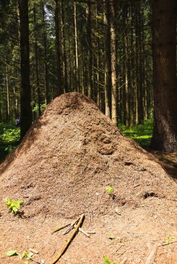 Anthill of forest ants - ant colony in the forest, anthill clipart