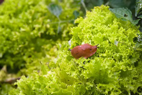 stock image Slug eats fresh salad in the garden - snail plague