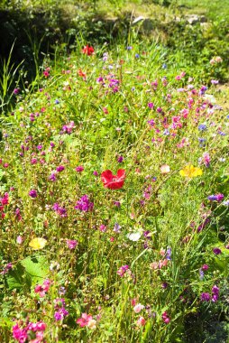 Arı yemi gibi çiçek açan doğal çayır - kır çiçeği çayırı - tarla ve çayır çiçekleri