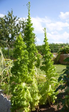 Yeşil yapraklı marul çiçek açıyor ve özellikle olgunlaşıyor.