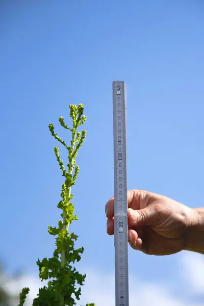 stock image Strongly grown green leaf lettuce is measured with a ruler - Vegetable close-up