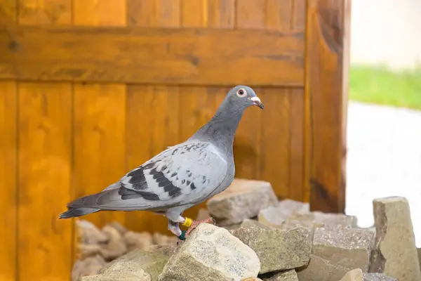 stock image Street pigeon as carrier pigeon with ring on leg sitting on granite pavement