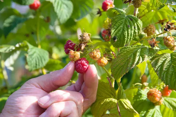 stock image Person harvesting and picking raspberries - soft fruit in his own garden