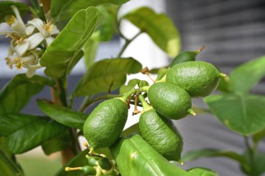 Ağacın üzerinde olgunlaşan işlenmemiş limonlar - yeşil sitron, yakın çekim susuzluğu