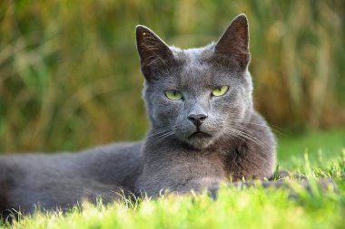 Erkek kedi çayırda rahatça uzanır ve kameraya güvenerek bakar. Yakın plan kedi.