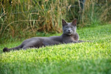 silver-colored tomcat lies relaxed in the meadow and closes his eyes trustingly - cat clipart