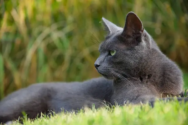 stock image silver-colored cat lies alert in the meadow, close-up tomcat