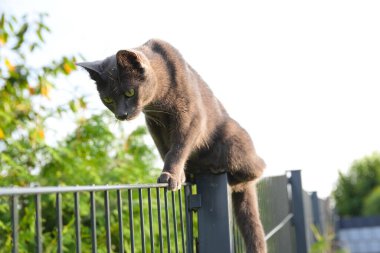 Gümüş-gri kedi çitlere tırmanıyor ve tuhaf bir şekilde - erkek kedi