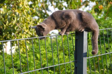 Meraklı kedi tırmanır ve metal çitleri arar.