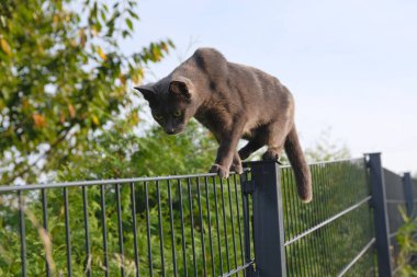 Gümüş renkli kedi, çit boyunca dikkatle ve merakla tırmanıyor. Zarif erkek kedi.