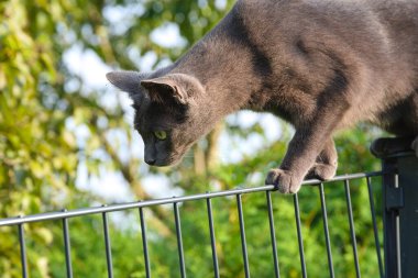 curious look of a watchful cat - tomcat climbs along the fence clipart