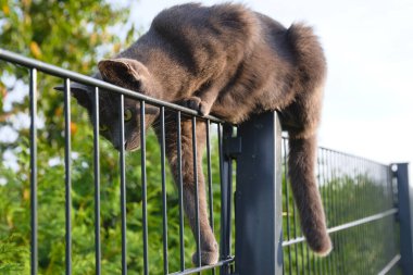 curious tomcat climbs dangerously around the fence - cat looks watchful clipart