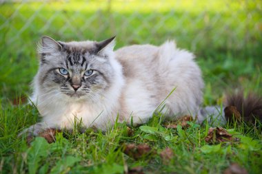 Mavi gözlü ve açık renk kürklü kedi çayırda yatıyor.