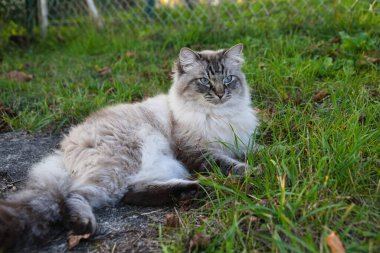 Açık renk kürklü ve mavi gözlü kedi rahatça çayırda uzanıyor.
