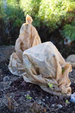 Making small fruit trees winter-proof by wrapping them in fleece - frost protection clipart