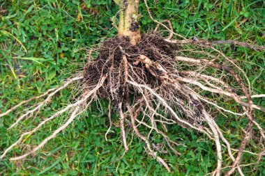 Strong root system of old tomato plant - close-up rooted clipart