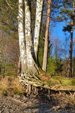 exposed roots of several trees intertwined - close-up clipart