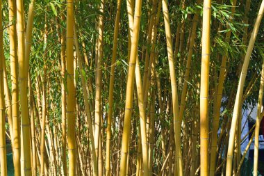 Ormandaki bambu - yakın çekim, ekoloji ve sürdürülebilirlik