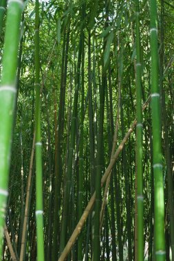 Yeşil bambu ağaçlı bambu ormanı - yapı malzemesi ve şanslı bambu sembolü