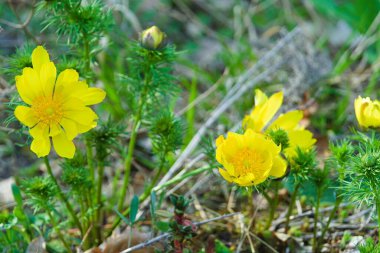 Korunan sarı çiçekli pınar Adonis - yakın plan
