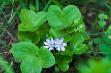 Çiçek açan karaciğer otu - Çiçek açan ilk orman çiçekleri ve yakın plan vahşi bitkiler
