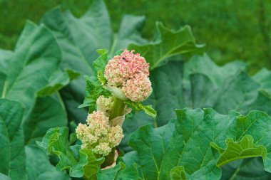 kırmızı çiçekli ravent ve ravent yaprakları - yakın plan sebzeler