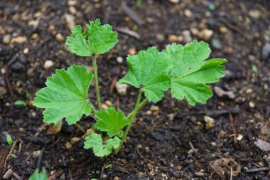 Yabani yaban ördeği yetişir ve topraktan filizlenir. Genç bitkisel bitki familyasının yakın çekimi.