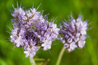 Menekşe çiçekleri - Phacelia ya da arı otlağı, yakın plan