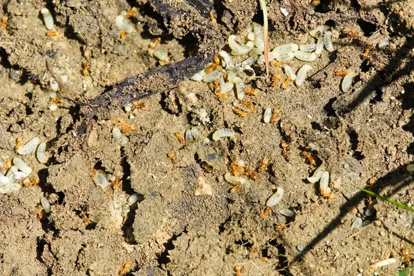 Sayısız kırmızı karınca merakla larvaları güvenli bir yere getiriyor.