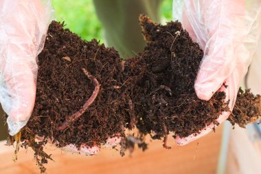 Person wearing gloves holding compost soil with earthworms in his hands