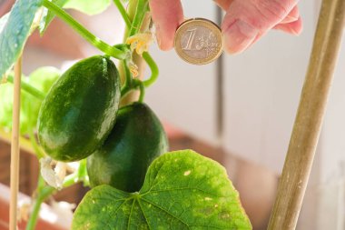 Bitkinin üzerinde olgunlaşan mini salatalıklar - euro sikkesi ile karşılaştırıldığında