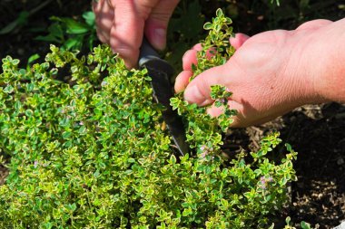 Mutfak bıçağıyla bitki bahçesinde limonlu kekik hasat eden kişi. Yakın plan.