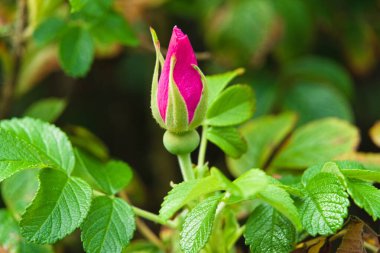 Patates gülünün pembe çiçeği tomurcuğu, ayrıca gül kalçası olarak da bilinir - yakın plan.