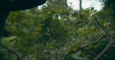 Ormanda yürüyen bir kadın, ormanlık alandaki bitkilerin arasında ağır çekimde vurulmuş bir şekilde geziyor. Hafta sonu ormanda turist gezisi.. 