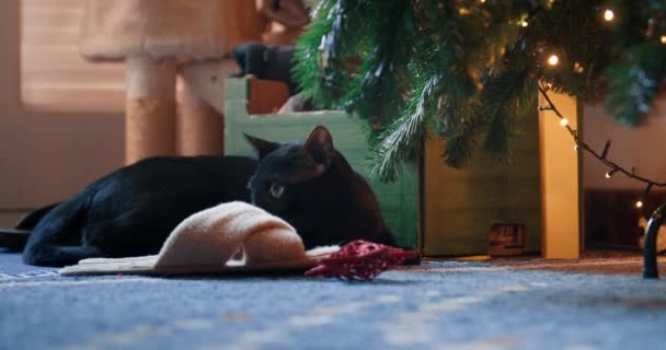 Czarny Kot Domowy Leżący Podłodze Mieszkaniu Pokój Dzienny Pod Choinką — Wideo stockowe