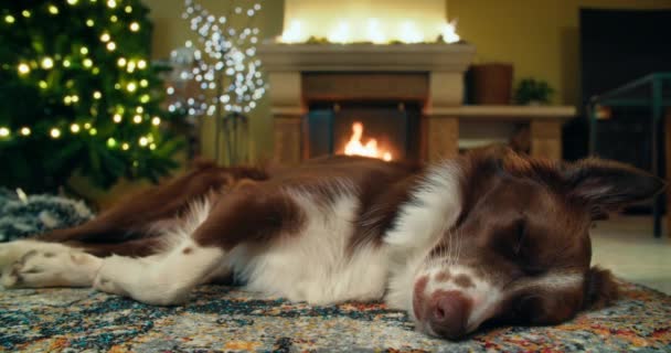 Retrato Borda Bonito Collie Descanso Cão Deitado Chão Frente Lareira — Vídeo de Stock