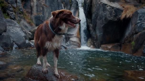 ボーダーコリー犬は滝からきれいな水が流れる山の池で岩の上にとどまります スローモーションショット — ストック動画