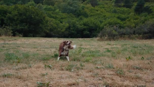 Медленное Движение Выстрел Игривый Милый Пограничный Колли Собака Бежать Прыгать — стоковое видео